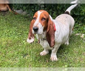 Basset Hound Dogs for adoption in Brookville, OH, USA