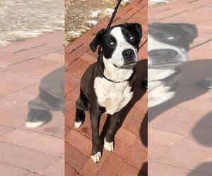 Borador Dogs for adoption in Grand Junction, CO, USA