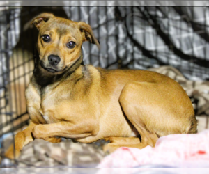 Mutt Dogs for adoption in Crandall, GA, USA