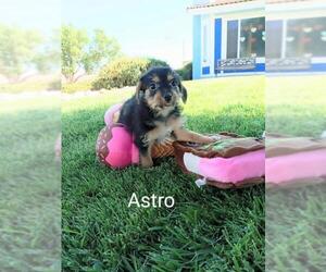 Maltipoo Dogs for adoption in San Bernardino, CA, USA
