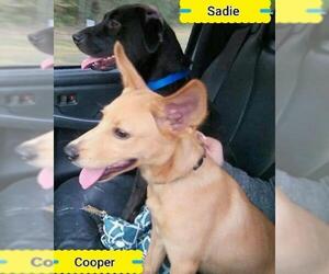 Chi-Corgi Dogs for adoption in Mt. Laurel, NJ, USA