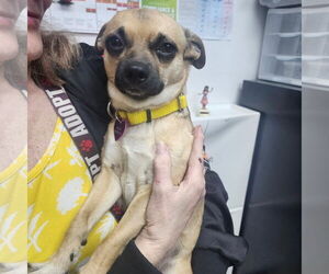 Chihuahua-Unknown Mix Dogs for adoption in Fargo, ND, USA