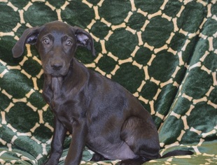 Catahoula Leopard Dog-Labrador Retriever Mix Dogs for adoption in bailey Island, ME, USA