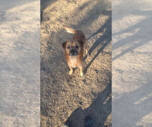 Mutt Dogs for adoption in Evansville, IN, USA