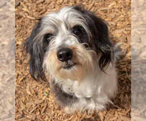 Schweenie Dogs for adoption in Kennesaw, GA, USA