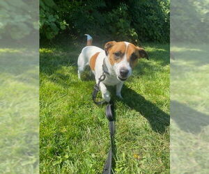 Jack Russell Terrier-Unknown Mix Dogs for adoption in Muskegon, MI, USA