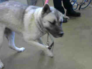 Akita Dogs for adoption in Sacramento, CA, USA