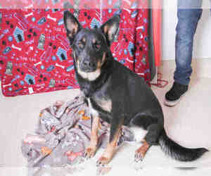Australian Kelpie-Unknown Mix Dogs for adoption in South Lake Tahoe, CA, USA