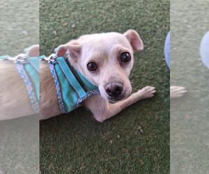 Chiranian Dogs for adoption in Woodland, CA, USA