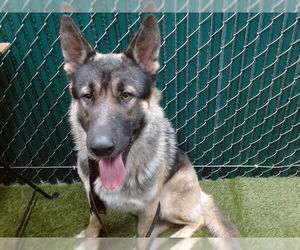 German Shepherd Dog Dogs for adoption in Downey, CA, USA