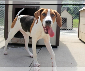 Coonhound Dogs for adoption in Mount Carmel, IL, USA