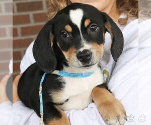 Jack Russell Terrier-Unknown Mix Dogs for adoption in Washington, DC, USA