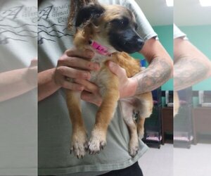 Chiweenie Dogs for adoption in Franklin, North Carolina, NC, USA