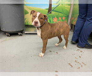 American Pit Bull Terrier-Unknown Mix Dogs for adoption in Waco, TX, USA