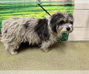 Mutt Dogs for adoption in Moreno Valley, CA, USA