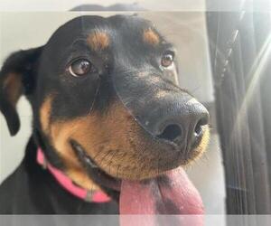 Rottweiler Dogs for adoption in Houston, TX, USA