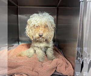Poodle (Toy) Dogs for adoption in Rancho Cucamonga, CA, USA
