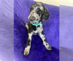 Poodle (Standard) Dogs for adoption in Kansas City, MO, USA