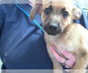 Rat Terrier-Unknown Mix Dogs for adoption in Tulsa, OK, USA