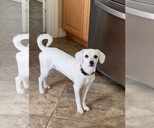 Beagle Dogs for adoption in Menifee, CA, USA