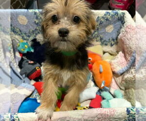 Shih Tzu-Unknown Mix Dogs for adoption in Mukwonago, WI, USA