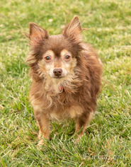 Chihuahua Dogs for adoption in Alpharetta, GA, USA