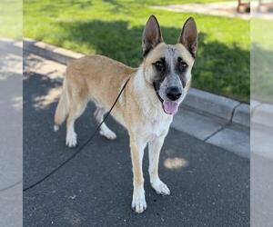 German Shepherd Dog Dogs for adoption in Modesto, CA, USA