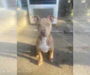 Siberian Husky Dogs for adoption in Coralville, IA, USA