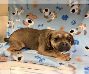 Puggle Dogs for adoption in HESPERIA, CA, USA