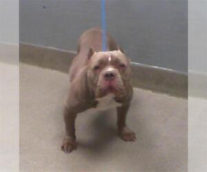 Staffordshire Bull Terrier-Unknown Mix Dogs for adoption in Las Vegas, NV, USA