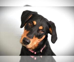 Rottweiler-Unknown Mix Dogs for adoption in Fort Collins, CO, USA