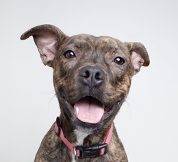 Bullboxer Pit Dogs for adoption in Eden Prairie, MN, USA