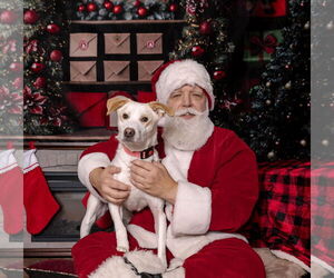 Medium Photo #1 Labrador Retriever-Unknown Mix Puppy For Sale in Brooklyn Center, MN, USA