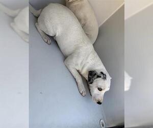 Chiweenie Dogs for adoption in Houston, TX, USA