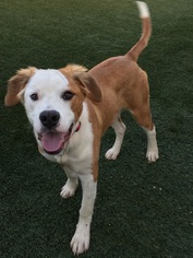 Saint Bernard Dogs for adoption in Menifee, CA, USA