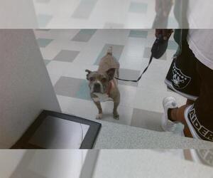 American Bulldog-French Bulldog Mix Dogs for adoption in Oklahoma City, OK, USA