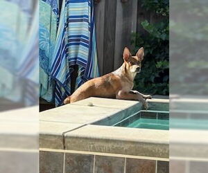 Mutt Dogs for adoption in Petaluma, CA, USA