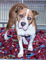 Bullboxer Pit Dogs for adoption in San Jacinto, CA, USA