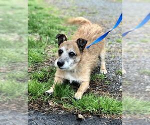 Jacairn Dogs for adoption in Jackson , NJ, USA