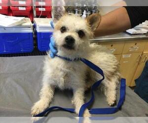 Mutt Dogs for adoption in Riverside, CA, USA