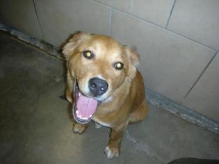 Golden Retriever Dogs for adoption in Eureka Springs, AR, USA