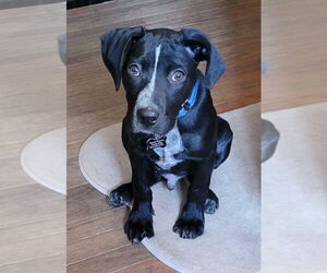 Pointer-Unknown Mix Dogs for adoption in Mundelein, IL, USA