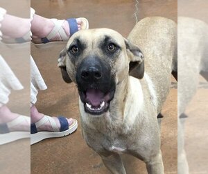 Labrador Retriever-Mountain Cur Mix Dogs for adoption in Heber Springs, AR, USA