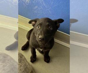 Medium Photo #1 Labrador Retriever-Unknown Mix Puppy For Sale in Visalia, CA, USA