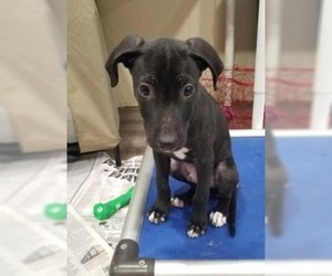 Labrador Retriever Dogs for adoption in Rossville, TN, USA