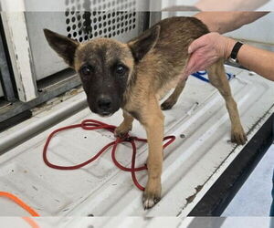 Mutt Dogs for adoption in Oroville, CA, USA