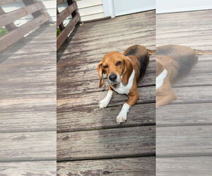 Beagle Dogs for adoption in Clinton , MI, USA