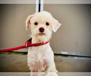 Shih Tzu Dogs for adoption in Orlando, FL, USA