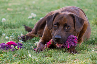 Labrador Retriever Dogs for adoption in Ponca City, OK, USA