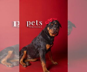 Rottweiler Dogs for adoption in Foristell, MO, USA